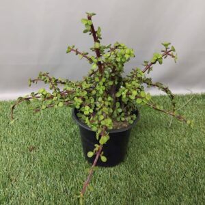 PORTULACARIA AFRA 15CM