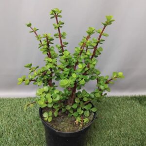 PORTULACARIA AFRA MED LEAF 19CM