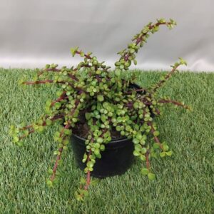 PORTULACARIA AFRA PROSTRATA 15CM