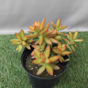 SEDUM ADOLPHII 15CM