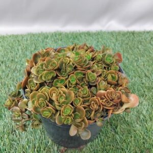 SEDUM CORAL REEF 15CM