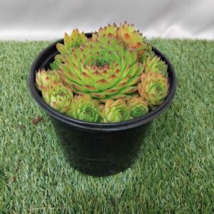 SEMPERVIVUM TECTORUM 15CM