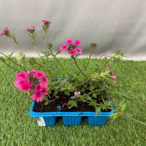 VERBENA 6 PACK