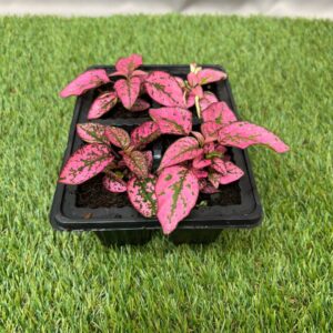 HYPOESTES 4 PACK SEEDLING