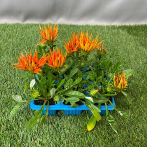 GAZANIA 6 PACK