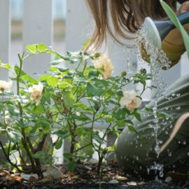 5 Golden rules for watering your summer garden