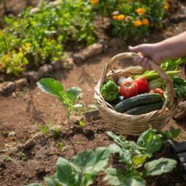 Best vegetables to plant in autumn