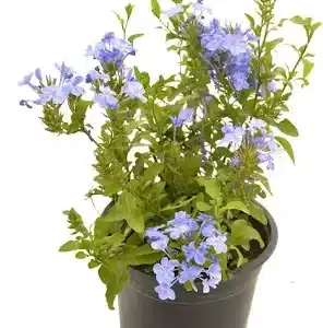 PLUMBAGO BLUE OR WHITE 12CM