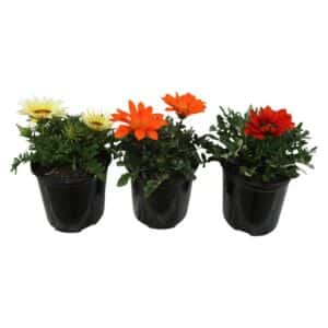 GAZANIA ASSORTED 12CM