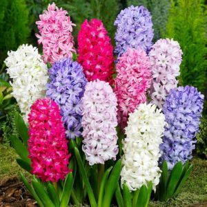 HYACINTHS MIX BULBS