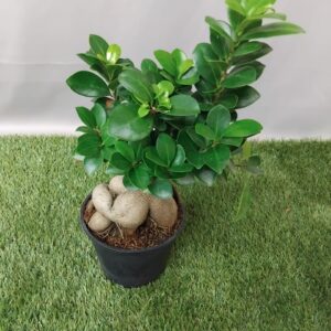 FICUS GINSENG  14CM