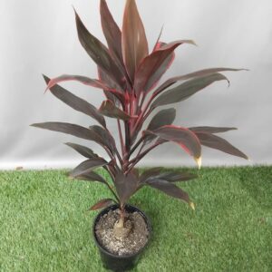 CORDYLINE TANGO 14CM