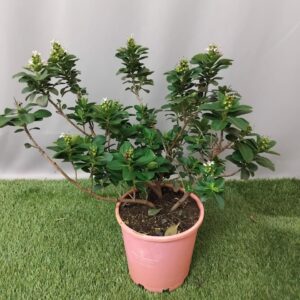 ESCALLONIA PINK ELLE 19CM