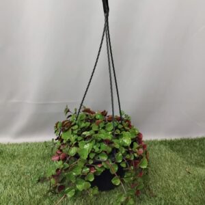 HANGING BOWL PLECTRANTHUS CILLIATUS 20CM