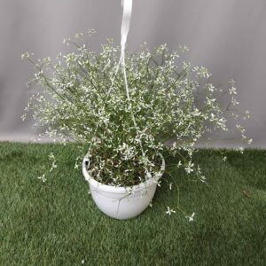 HANGING BOWL EUPHORBIA DIAMOND FROST 20CM