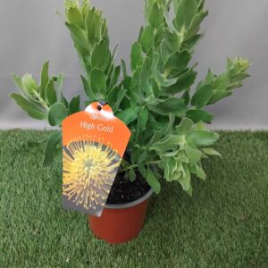 LEUCOSPERMUM HIGH GOLD 15CM