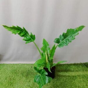 PHILODENDRON NARROW GOLDEN 14CM