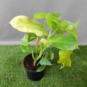 PHILODENDRON PEDATUM VIOLIN GOLD 14CM